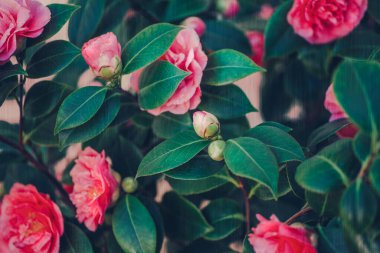 Yaratıcı desenli çiçek arkaplanı. Bahçedeki yemyeşil çalı üzerinde pembe kamelya çiçekleri (Japonica Camelia)