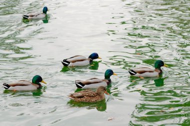 Şehir parkında güneşli bir günde suda yüzen vahşi ördek sürüsü.