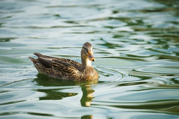 Качки Плавають Воді Озері Міському Парку Сонячний День Крупним Планом — стокове фото