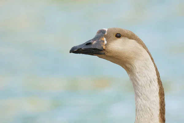 Goose Close Portrait African Swan Goose Anser Cygnoides Water Background — Stockfoto