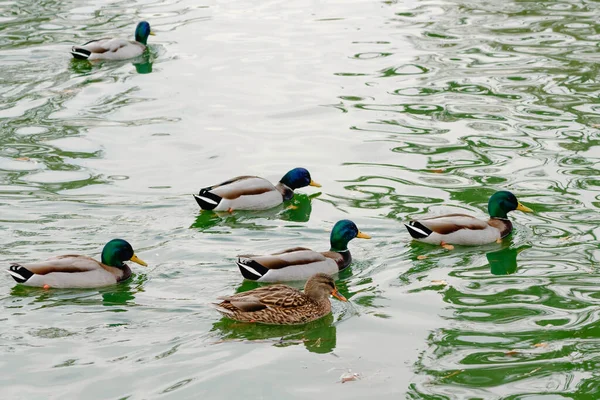 Flock Wild Ducks Floating Water Sunny Day City Park — Stockfoto