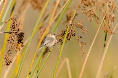 Bataklık çimlerinde asılı minik bir kuş. Oceano, California 'daki Oso Flaco Gölü' nde Bushtit