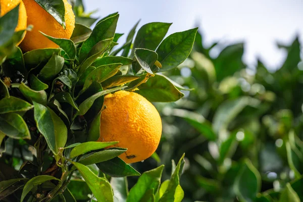 庭に近い熟した果実のあるオレンジの木 — ストック写真