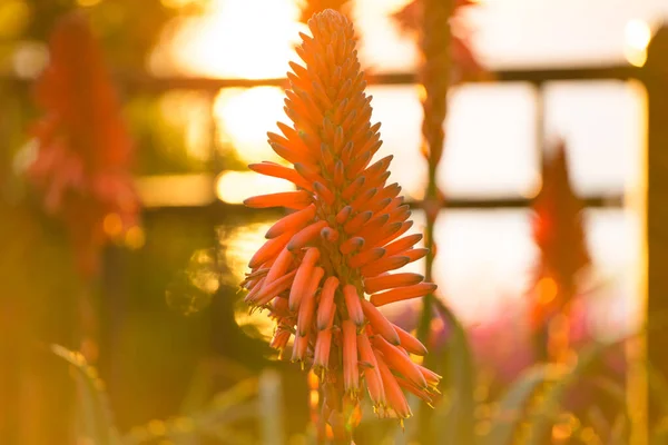 Aloe Vera Flowers Sunset Blooming Aloe Vera Close Beautiful Soft — 图库照片