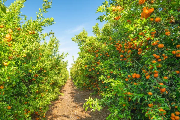 カリフォルニア州の果樹園 一列に熟した果物の木 晴れた日 収穫期 — ストック写真