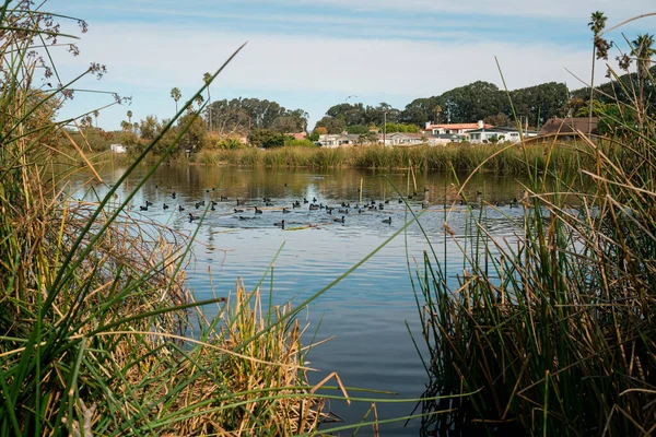 Wetland Natural Landscape Marsh Lake Ducks California — Stock fotografie
