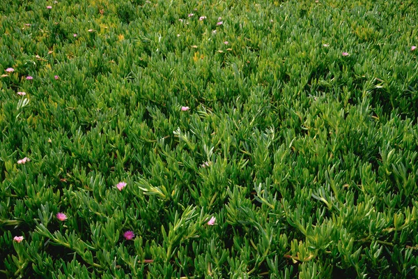 Sea Fig Carpobrotus Acinaciformis Succulent Plant Carpet Green Stems Blossom — Zdjęcie stockowe