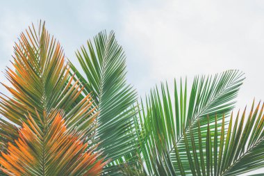 Palmiye yaprakları bulutlu gökyüzüne yakın. Çiçek arkaplan, kopyalama alanı, Yaz, tatil konsepti