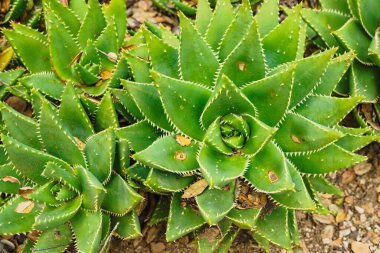 Altın Diş Aloe (Aloe nobilis) çölde yakınlaşır
