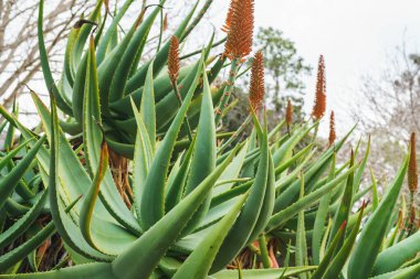Aloe Dağı (Aloe marlothii) bahçede çiçek açar. Dağ Aloe her daim yeşil sulu, 2,5 metreye kadar büyür.