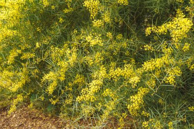 Acacia boormanii (Karlı Nehir Gıdaklaması) Çiçek açmış çalılar Bahçeye yakın