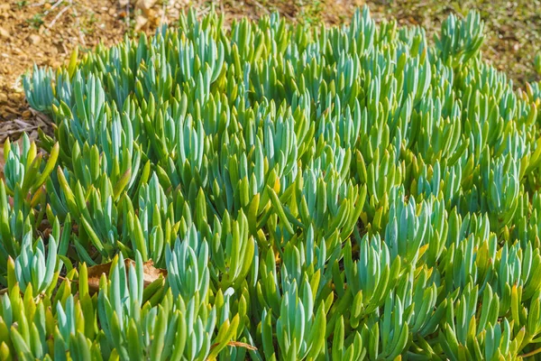 Blue Finger Senecio Mandraliscae Interesting Beautiful Evergreen Succulent Plant Close — Stock Photo, Image