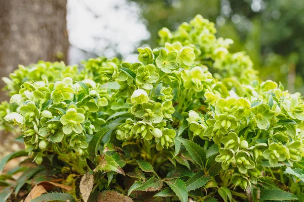 Helleborus Argutifolius Corsican Hellebore Close Garden Beautiful Evergreen Perennial Plant — Stock Photo, Image