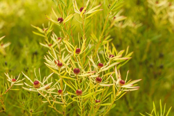 Krzew Stożkowy Leucadendron Salignum Bliska Ogrodzie Piękny Krzew Liśćmi Który — Zdjęcie stockowe
