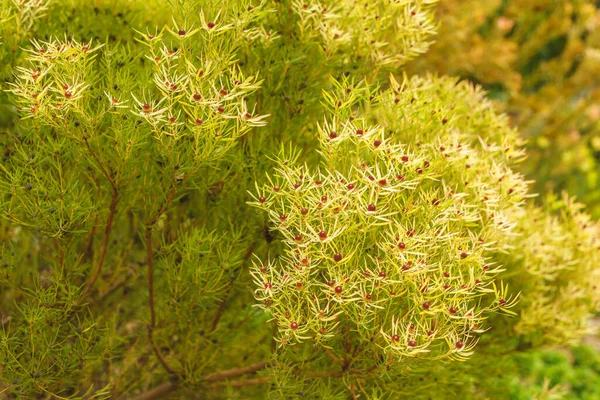 Zapfenstrauch Leucadendron Salignum Aus Nächster Nähe Garten Schöner Strauch Mit — Stockfoto