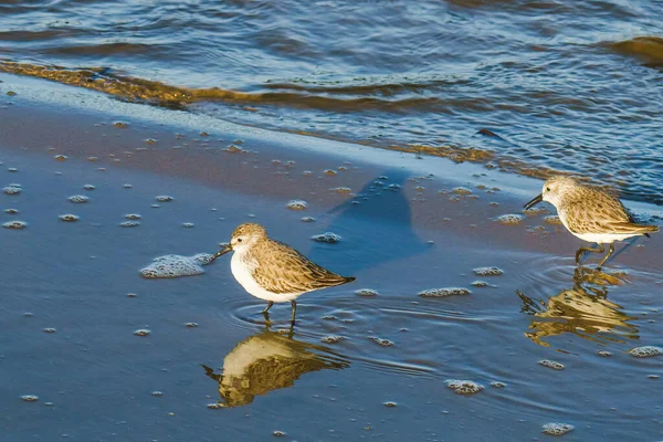 Chorlito Nieve Charadrius Nivosus Pequeño Sandpiper Playa California — Foto de Stock