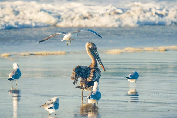 Pelikan Und Möwen Strand Nahaufnahme Eines Schönen Vogels Mit Meereswellen — Stockfoto