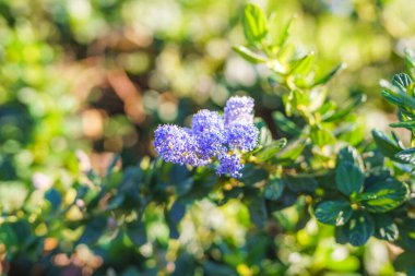 Mavi Çiçek (Ceanothus thyrsiflorus), güneşli bir günde şehir parkında çiçek açan yemyeşil bir çalılık.