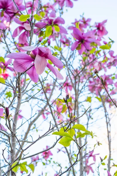 Květ Stromu Magnolia Krásné Fialové Květy Zelené Olistění Jasné Modré — Stock fotografie