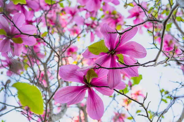 Fialové Růžové Květy Magnolia Strom Zblízka Krásné Květinové Pozadí Jarní — Stock fotografie