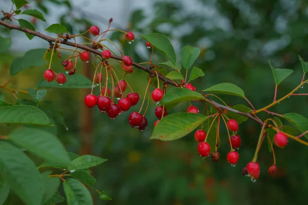 Cerezas Rojas Colgando Rama Cerezo Con Fondo Borroso Luz Suave — Foto de Stock