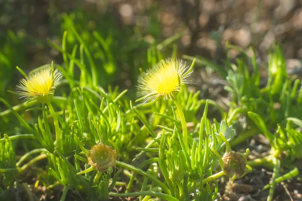 黄色の開花ロッキーポイントの氷の植物 砂漠で咲く美しい野の花 — ストック写真
