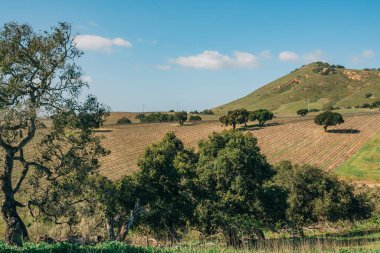 Yeşil tepeler ve üzüm bağları San Luis Obispo County, Kaliforniya Merkez Sahili 'ndeki bir şaraphanede. Bahar mevsiminin başlarında