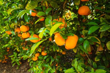 Olgun meyve ve yeşil yapraklarla mandalina ağacını kapatın. Güney Kaliforniya 'daki Mandarin çiftliği, hasat mevsimi.