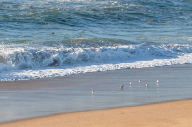 Sahilde uçan kuşlar, okyanusa yakın, California Merkez Sahili