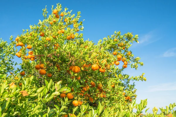 Árboles Mandarín Que Producen Frutos Maduros Con Fondo Cielo Azul —  Fotos de Stock