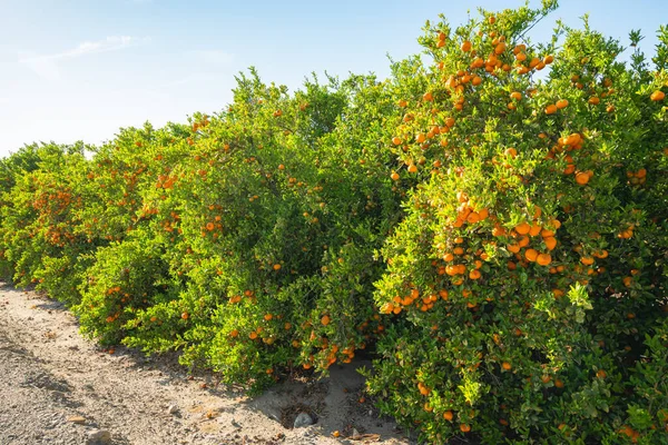 Plantación Mandarinas Árboles Con Frutos Maduros Fila Temporada Cosecha California —  Fotos de Stock