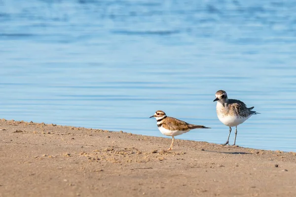 Kara göbekli yağmurluk ve kumsalda geyik öldüren kuşlar. Guadalupe-Nipomo Dunes Ulusal Vahşi Yaşam rezervi, Kaliforniya