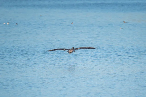 Pelicano Voando Sobre Rio Azul Costa Central Califórnia — Fotografia de Stock