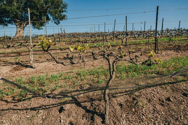 Vineyard Rader Vingård San Luis Obispo County Kalifornien Central Coast — Stockfoto