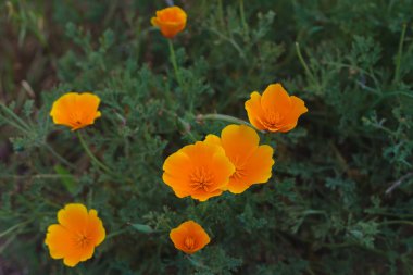 Altın gelincikler yaklaşıyor. Kaliforniya Eyaleti, bahar mevsiminin başlarında çiçek açıyor.