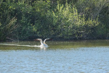 Göl ve suyun üzerinde yüzen beyaz pelikan. Arka planda gölün kenarındaki çalı ve bataklık bitkileri