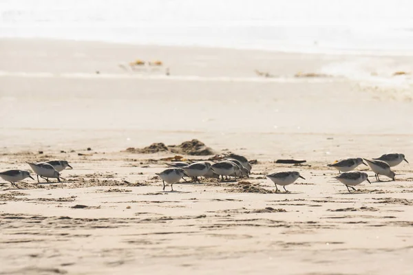 Flussregenpfeifer Strand Kleine Vögel Von Der Größe Eines Sperlings Ernähren — Stockfoto