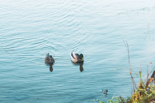 Група Мальдівських Качок Чоловічої Жіночої Статі Плаває Воді Красива Зелено — стокове фото