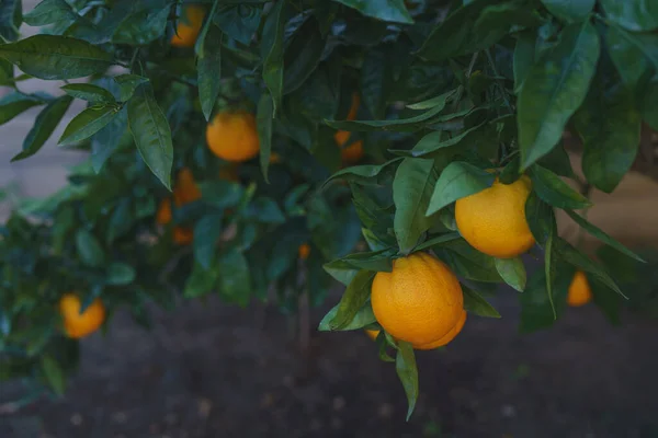 Rama Naranjo Con Frutos Maduros Cerca Jardín —  Fotos de Stock