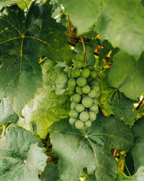 Racimos Uvas Verdes Vid Primer Plano Uvas Verdes Hojas Jardín —  Fotos de Stock