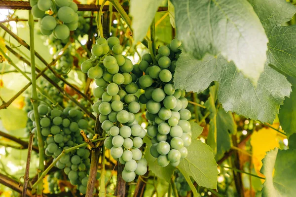 Racimos Uvas Verdes Vid Primer Plano Uvas Verdes Hojas Jardín —  Fotos de Stock