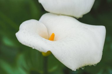 Calla Lily yağmur üstüne su damlaları ve koyu yeşil yapraklar.