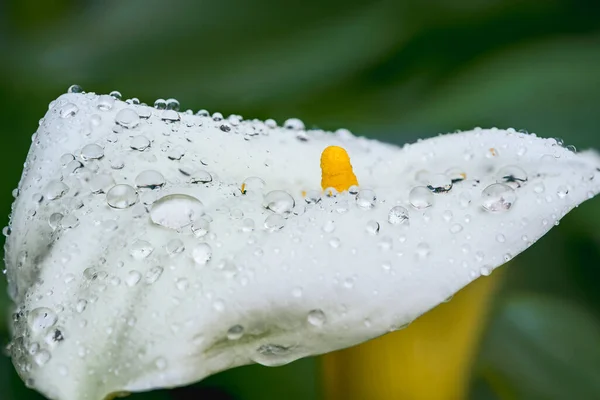 Calla Lily Yağmur Üstüne Damlaları Koyu Yeşil Yapraklar — Stok fotoğraf