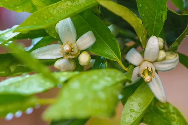 Naranjo Flor Primer Plano Hermosas Flores Una Rama Naranjo —  Fotos de Stock