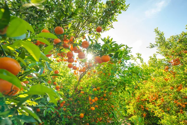 Mandarin Trees Ripe Fruits Local Orchard California Fruit Trees Full — ストック写真