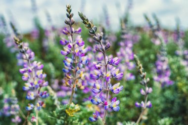 Gümüş Lupine yakın çekim (Lupinus argenteus) çiçek, gümüş-yeşil yapraklar gövde, ve mor, bezelye benzeri çiçekler gösterişli bir kazık içinde dizilmiştir.