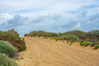Kaliforniya 'nın vahşi doğası boyunca yürüyüş yolu. Yerli bitkiler, kır çiçekleri ve bulutlu gökyüzü. Çöl manzarası