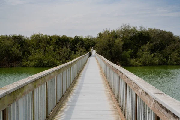 See Und Lange Holzpromenade Durch Den See Sumpfpflanzen Büsche Grüner — Stockfoto