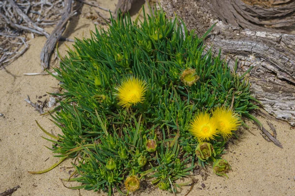 Gule Blomster Den Saftige Ice Plante Pig Root Conicosia Pugioniformis - Stock-foto