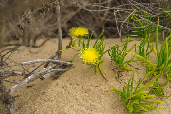 Yellow Flowers Succulent Ice Plant Pig Root Conicosia Pugioniformis Growing — Foto Stock